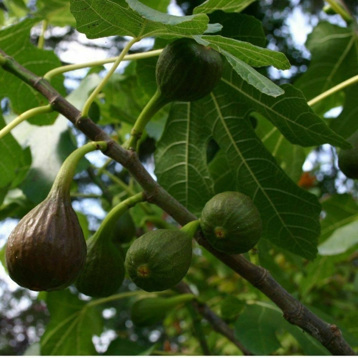 Фиговое дерево