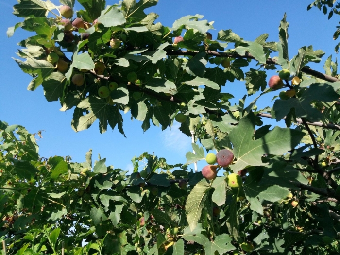 Инжир брунсвик