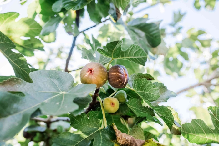 Дерево инжир