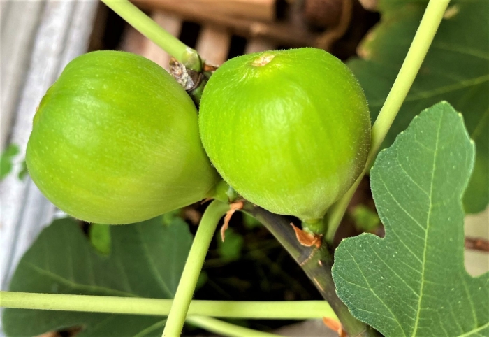 Инжир белый адриатический