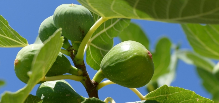 Плод фигового дерева