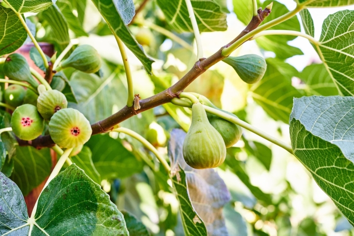 Лист инжира