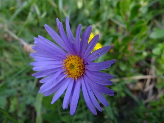 Астра болотная