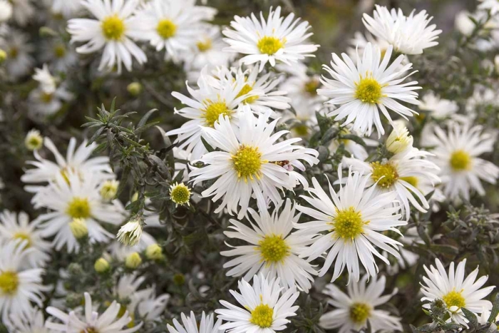 Aster ericoides