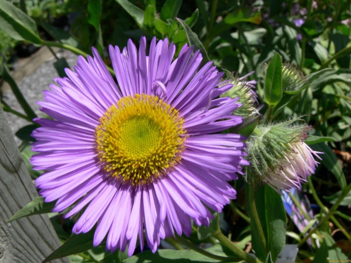 Erigeron speciosus