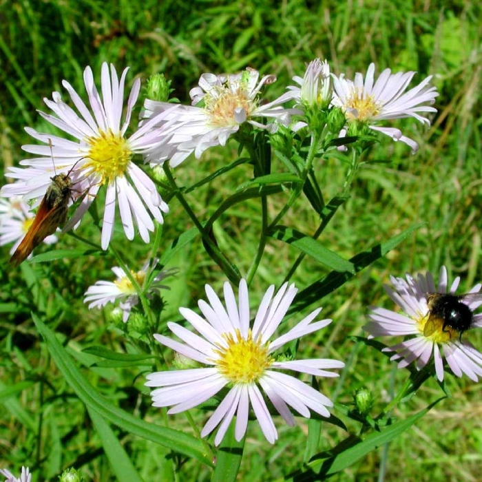 Астра иволистная