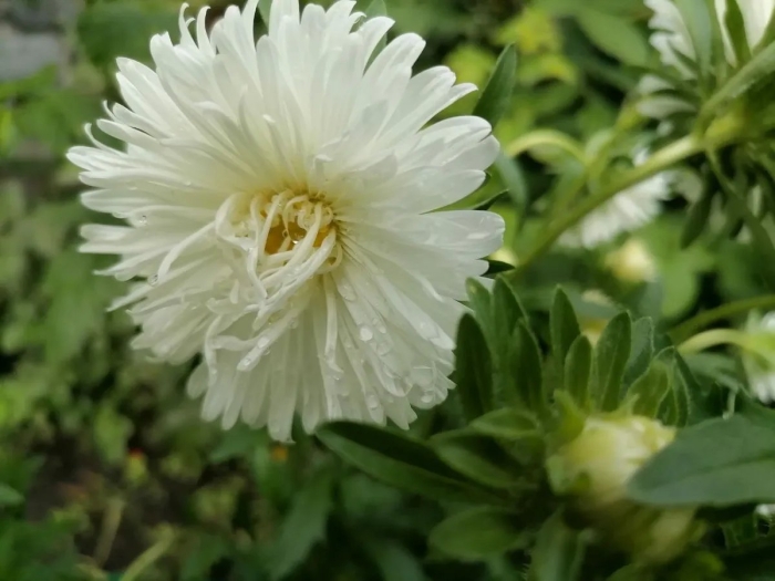 Астра воронежская белая