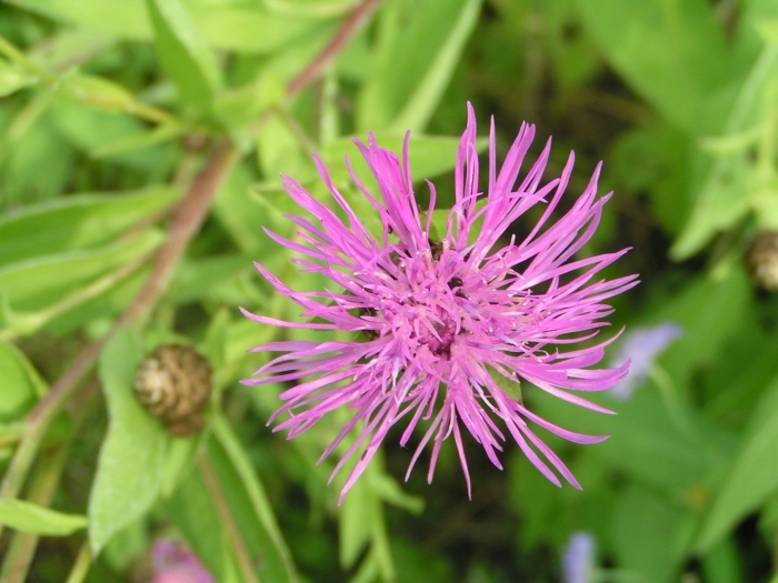 Василёк луговой centaurea jacea