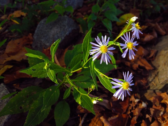 Symphyotrichum prenanthoides