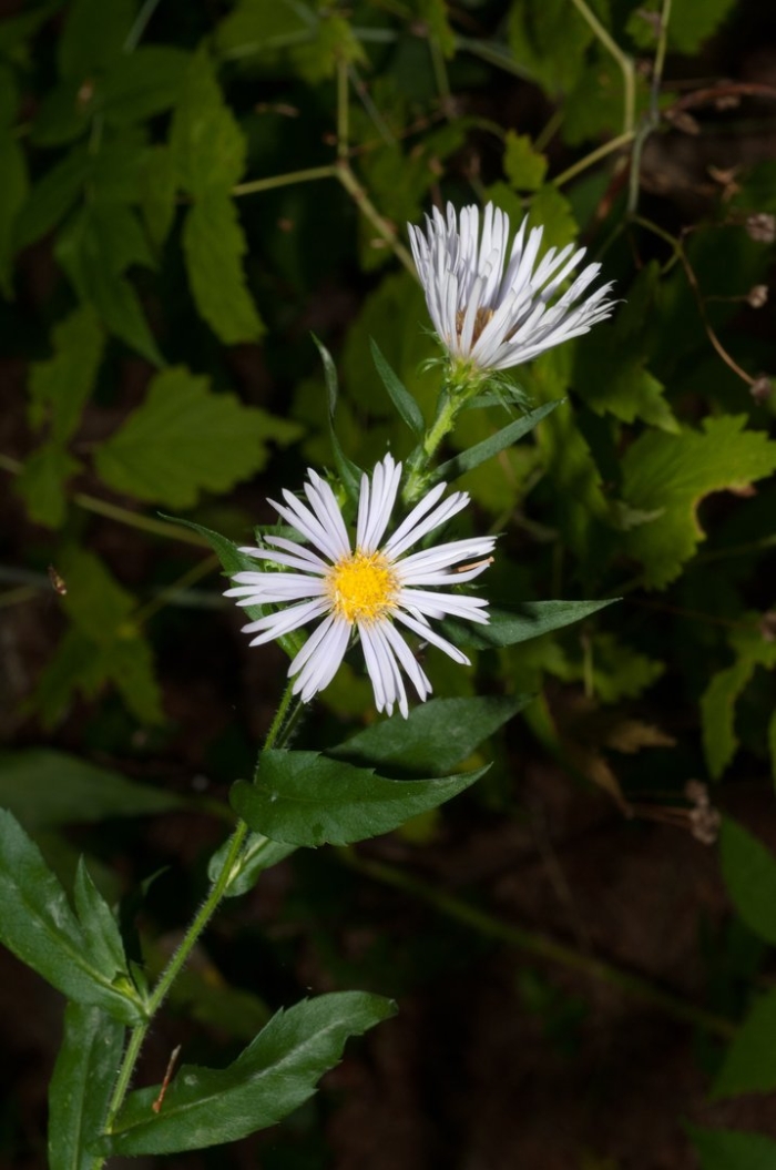 Symphyotrichum puniceum