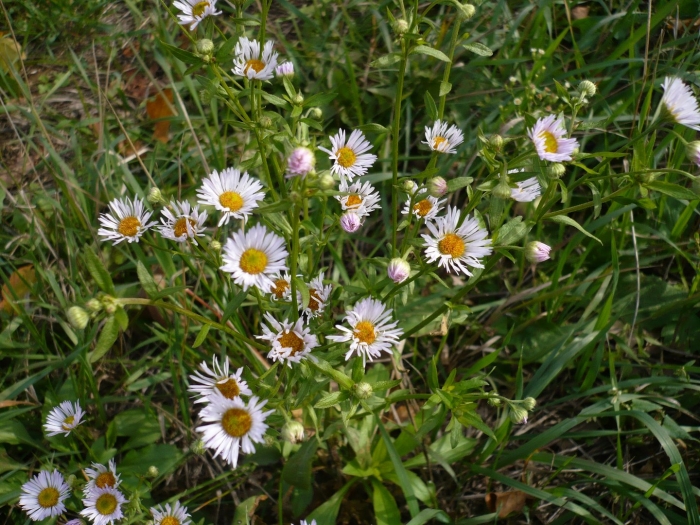 Erigeron annuus
