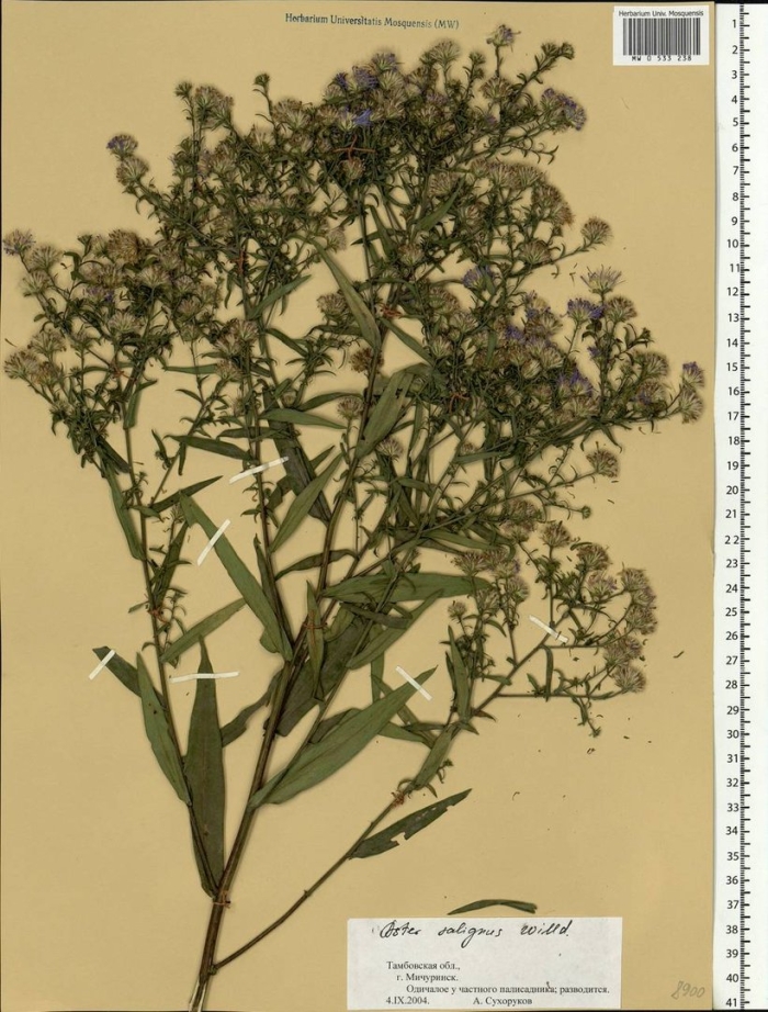 Symphyotrichum chilense