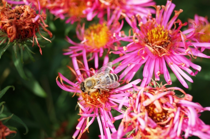 Астра яблунева