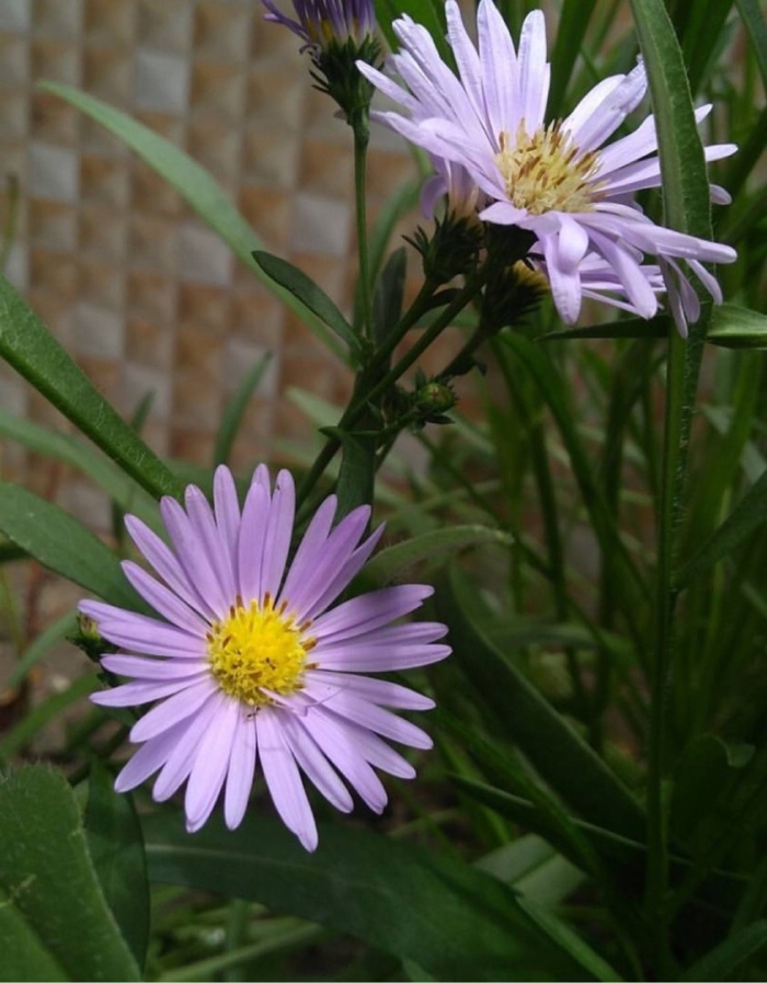 Астра сентябринка многолетняя