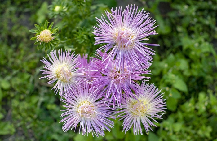 Астра соцветие