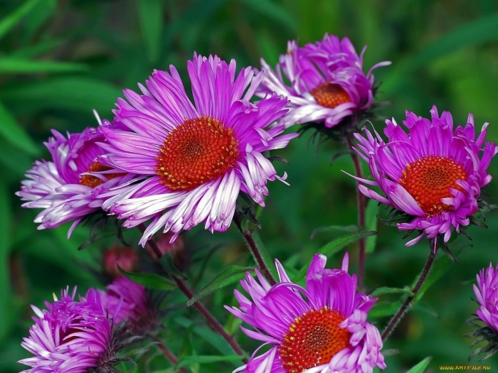 Астра маака многолетняя