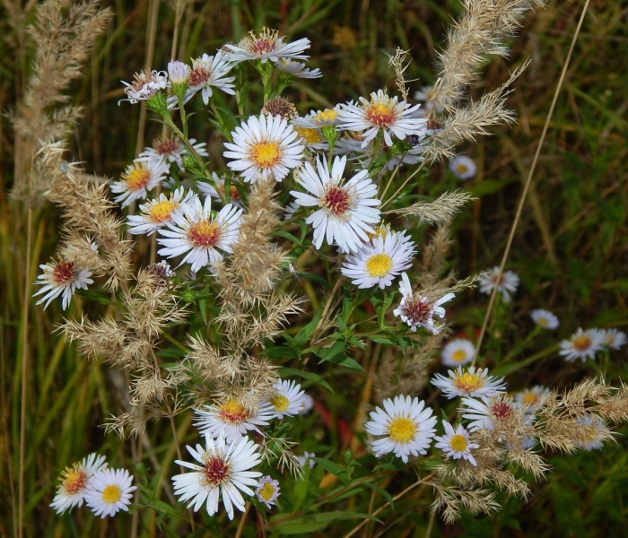 Symphyotrichum novi belgii