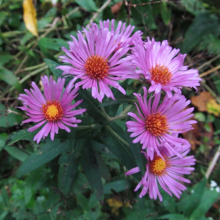 Symphyotrichum novae angliae