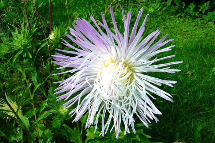 Астра медея игольчатая