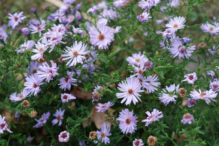 Астра кустарниковая symphyotrichum dumosum