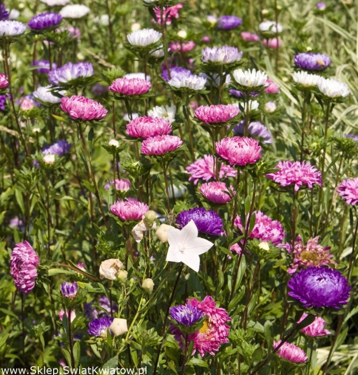 Астра однолетняя