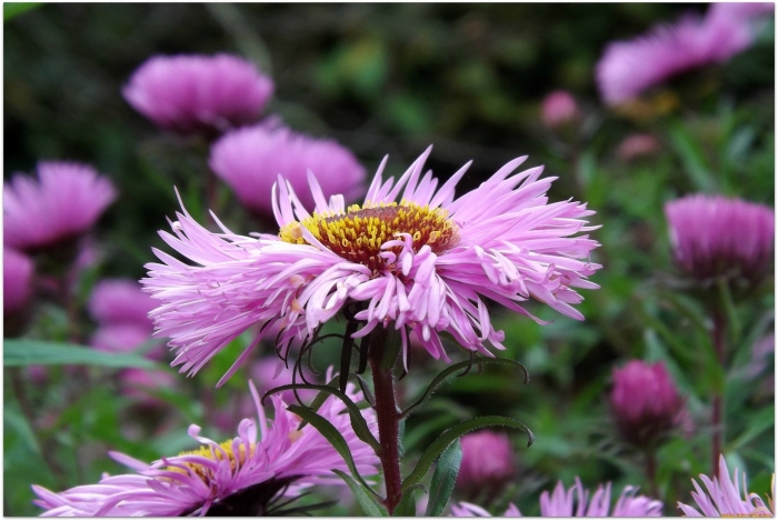 Астра пампушка сиреневая