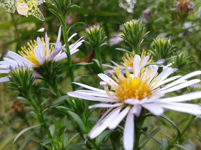 Астра ромашковая