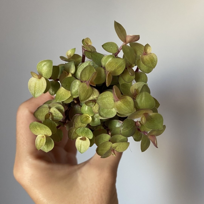 Каллизия бамбино цветок