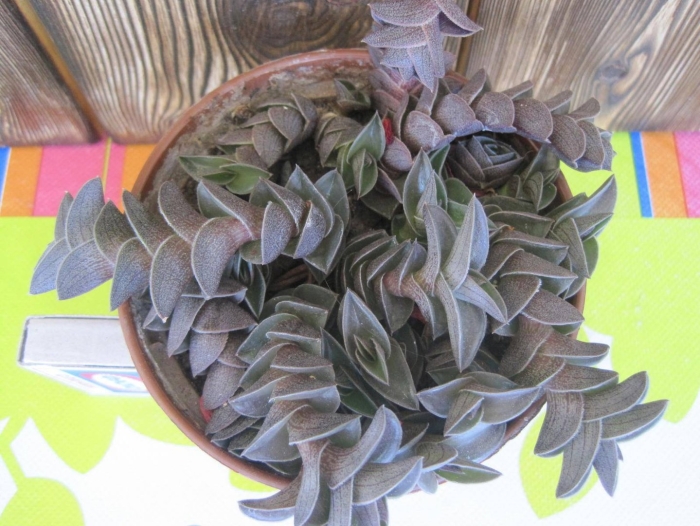 Каллизия ладьевидная традесканция