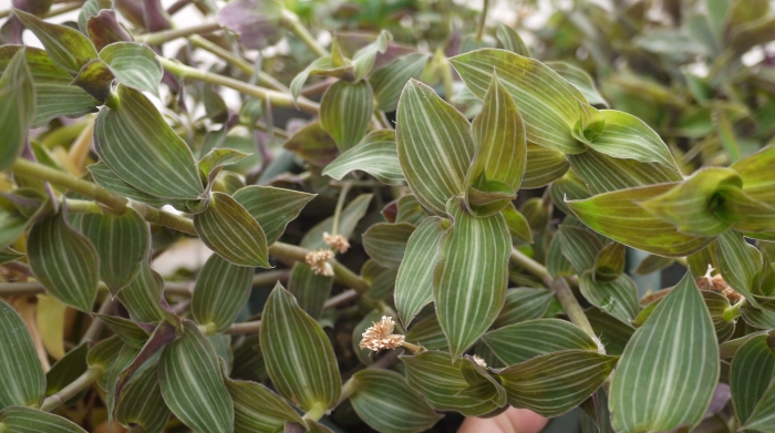 Callisia gentlei var elegans