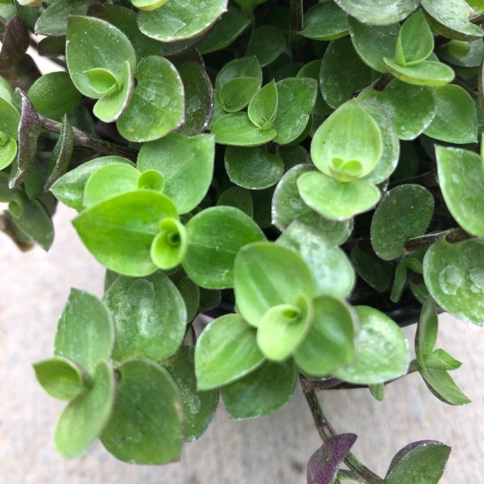 Каллизия репенс цветок