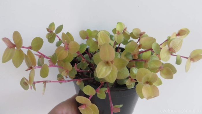 Коллизия repens gold