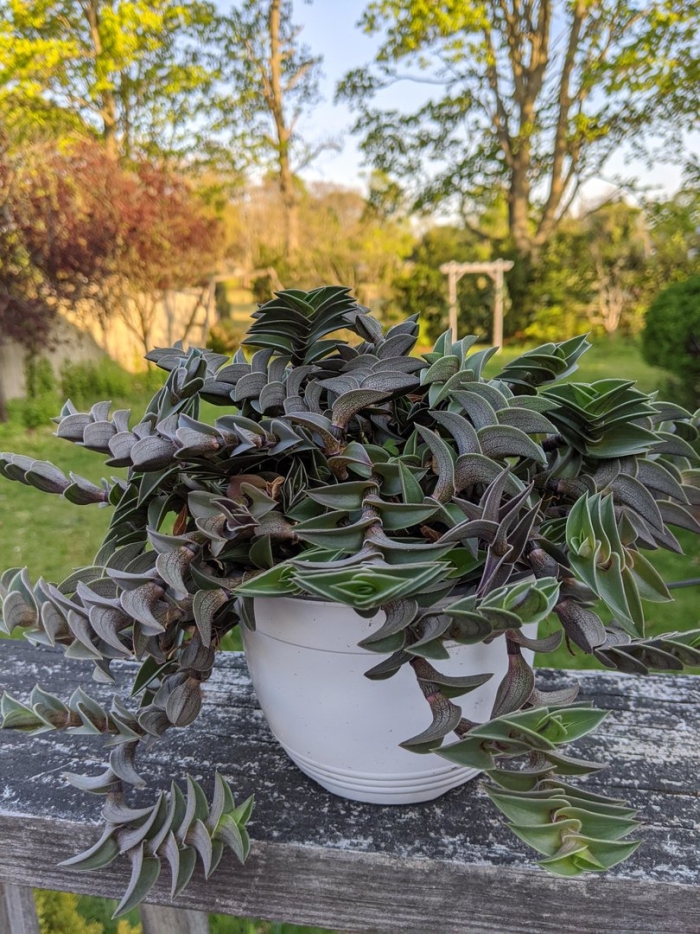 Традесканция навикулярис