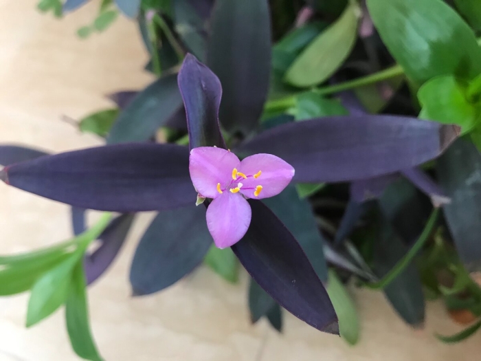 Традесканция конкорд грейп