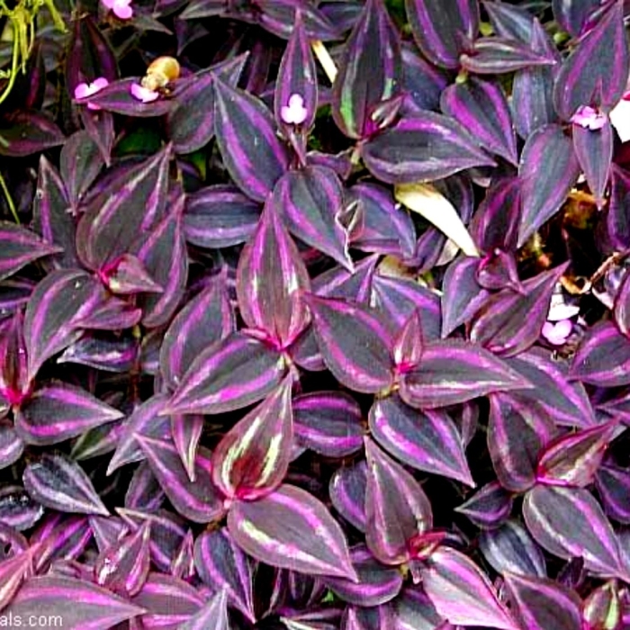 Традесканцию зебрина