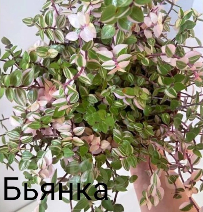 Каллизия бьянка