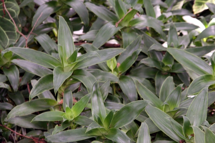 Каллизия душистая фрагранс