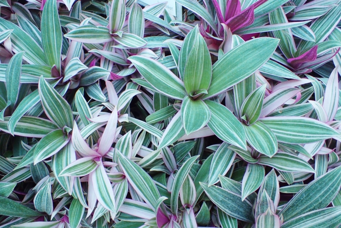 Tradescantia spathacea tricolor