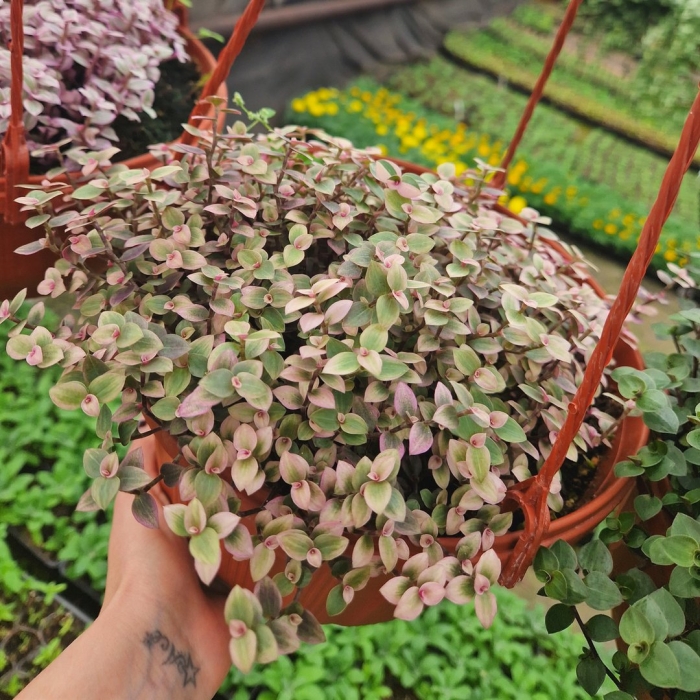 Каллизия pink lady