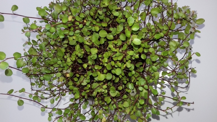 Мюленбекия ампельная