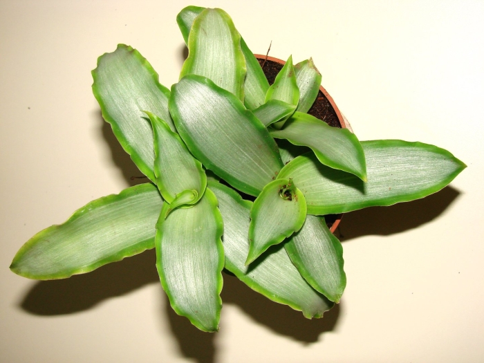 Традесканция мурдания