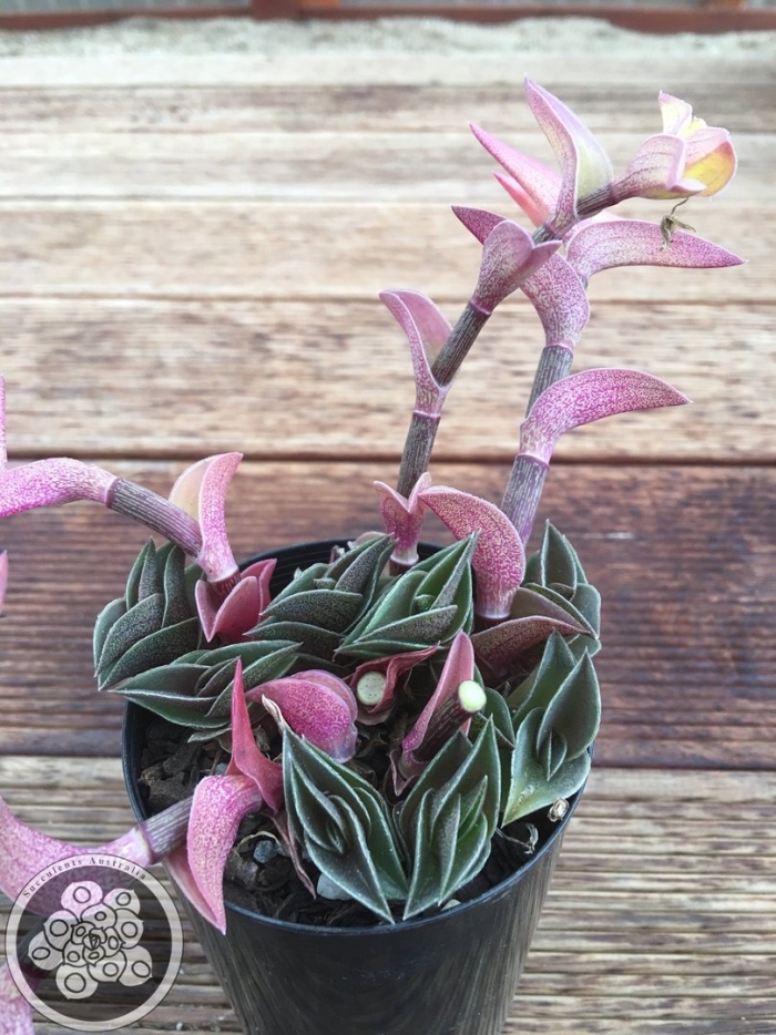 Tradescantia zebrina