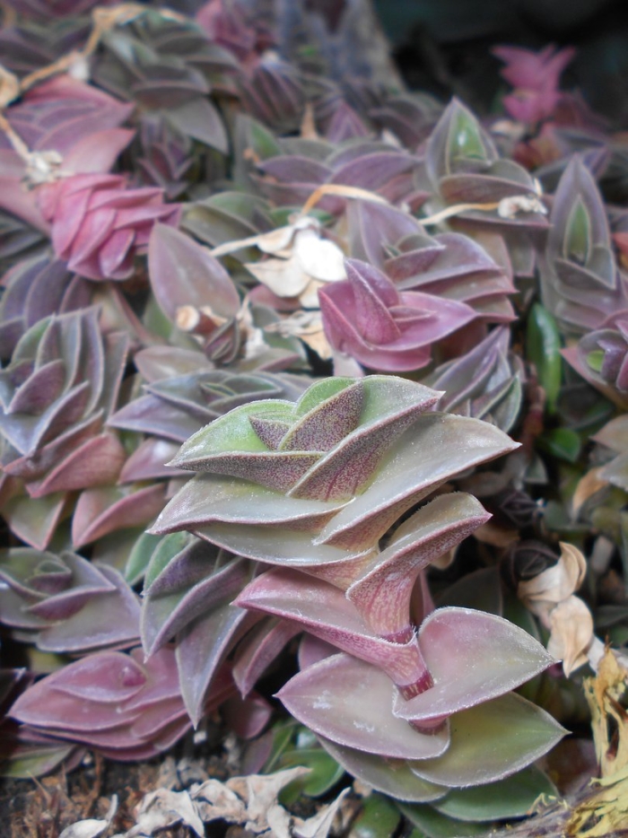 Традесканция каллизия