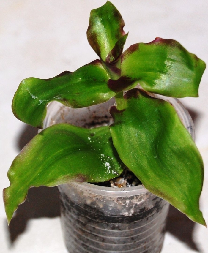 Традесканция каллизия конгеста