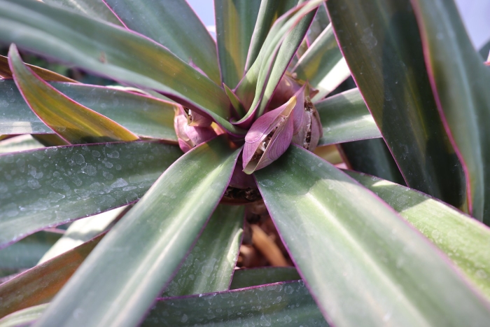 Tradescantia spathacea
