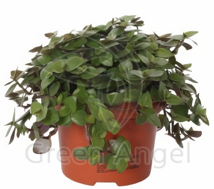 Каллизия ползучая