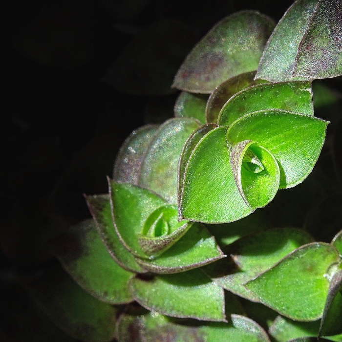 Крассула перфората crassula perforata