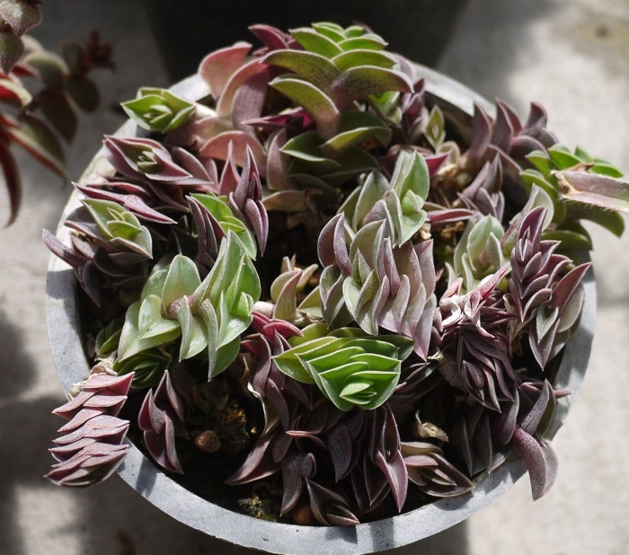 Традесканция ладьевидная