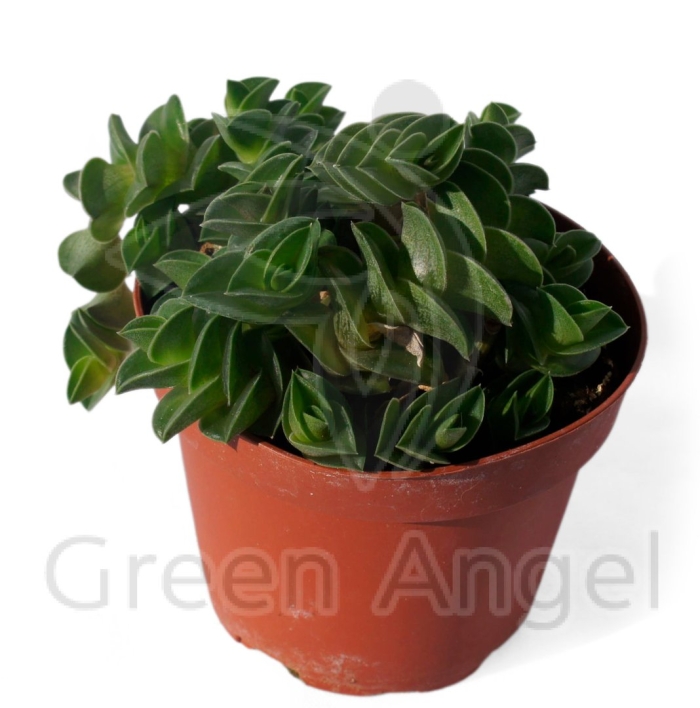 Растение традесканция