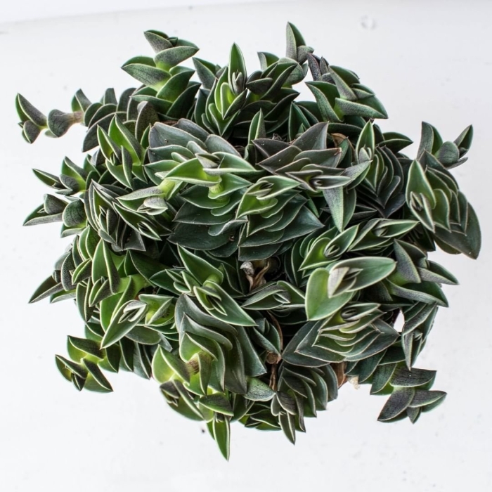 Традесканция приречная флуминенсис